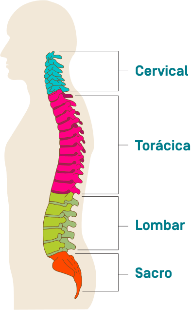 Ilustração da coluna vertebral humana com destaque para as regiões Cervical, Torácica, Lombar e Sacro.